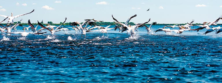 Pelicans swoop in the Danube Delta